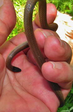 Image of Black-headed Centipede Eater