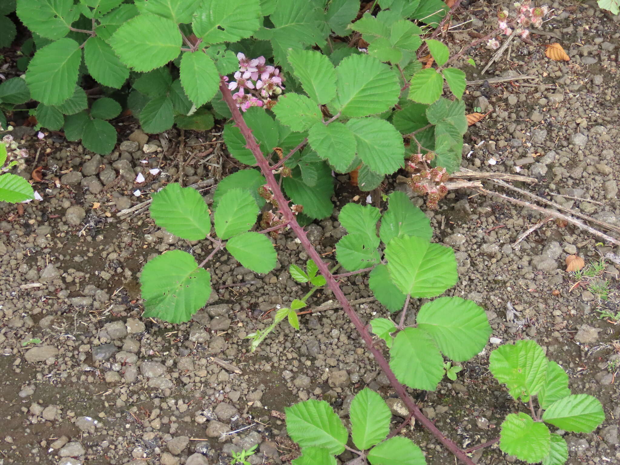 Слика од Rubus vestitus Weihe & Nees