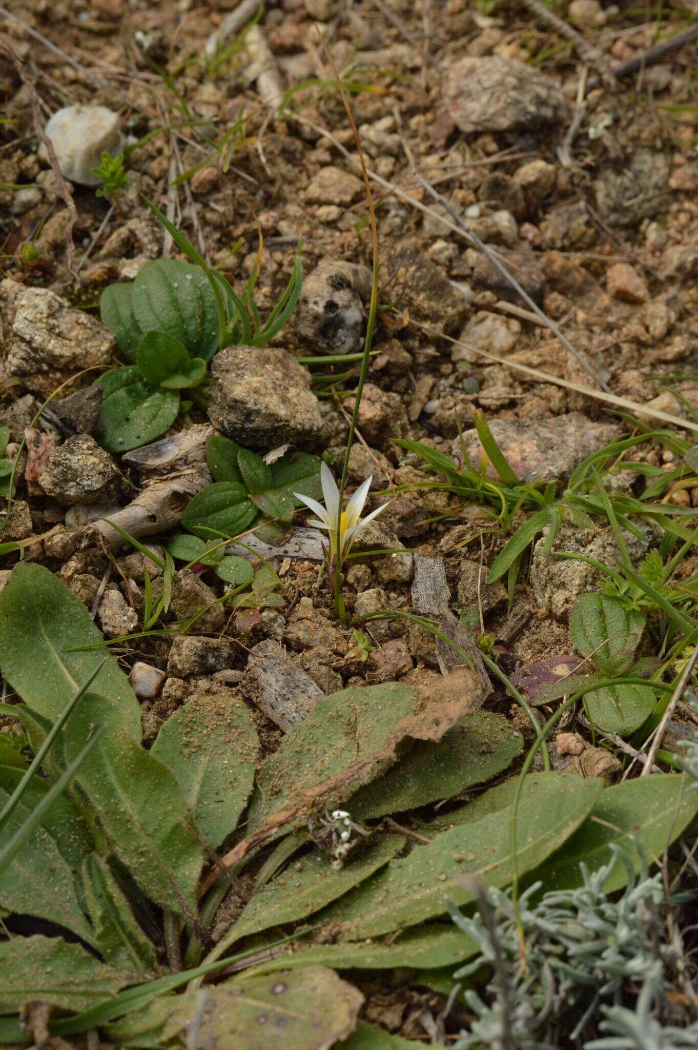 Imagem de Romulea columnae subsp. rollii (Parl.) Marais