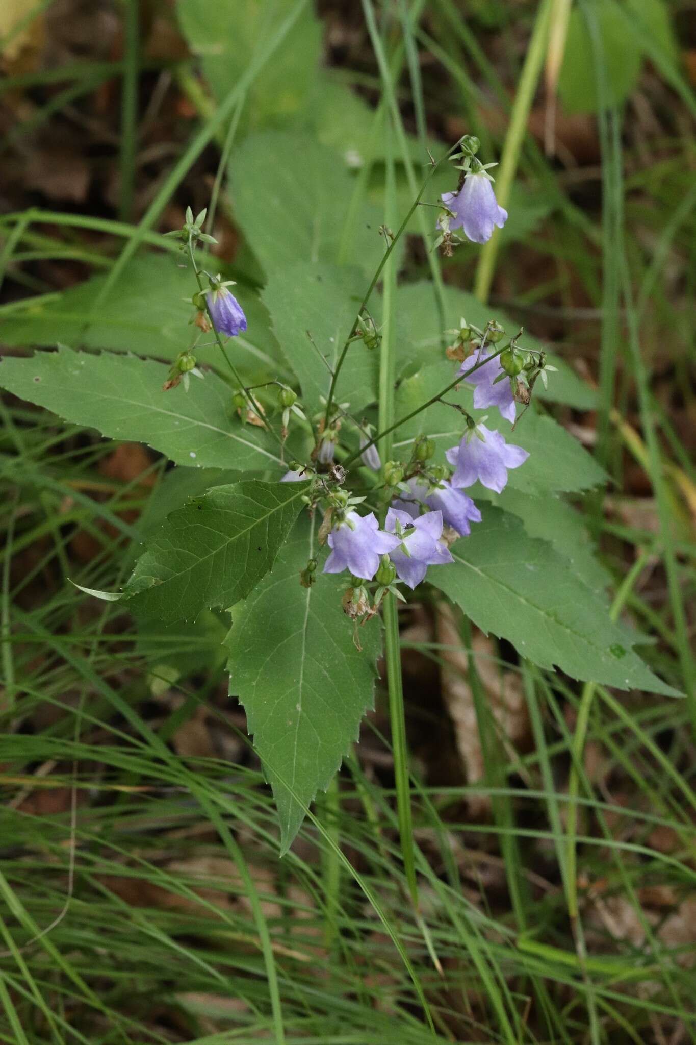 Imagem de Adenophora pereskiifolia (Fisch. ex Schult.) G. Don