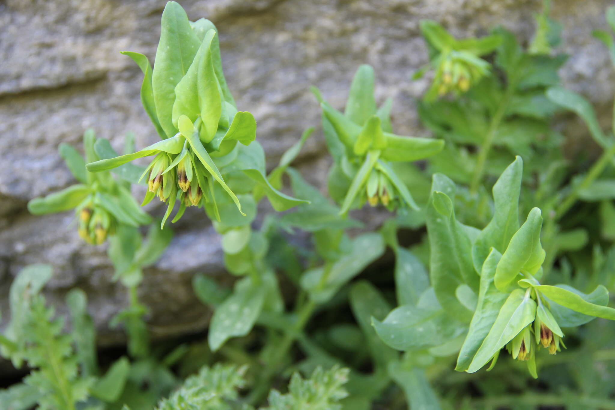 Cerinthe glabra Miller resmi