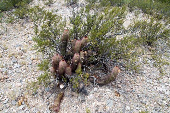 Echinopsis strigosa (Salm-Dyck) H. Friedrich & G. D. Rowley resmi