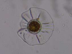 Image of Planktoniella