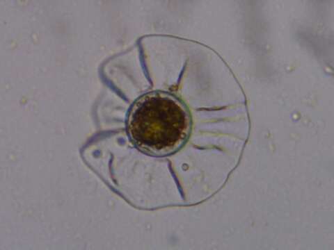 Image of Planktoniella sol
