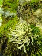 صورة Ramalina fraxinea (L.) Ach.