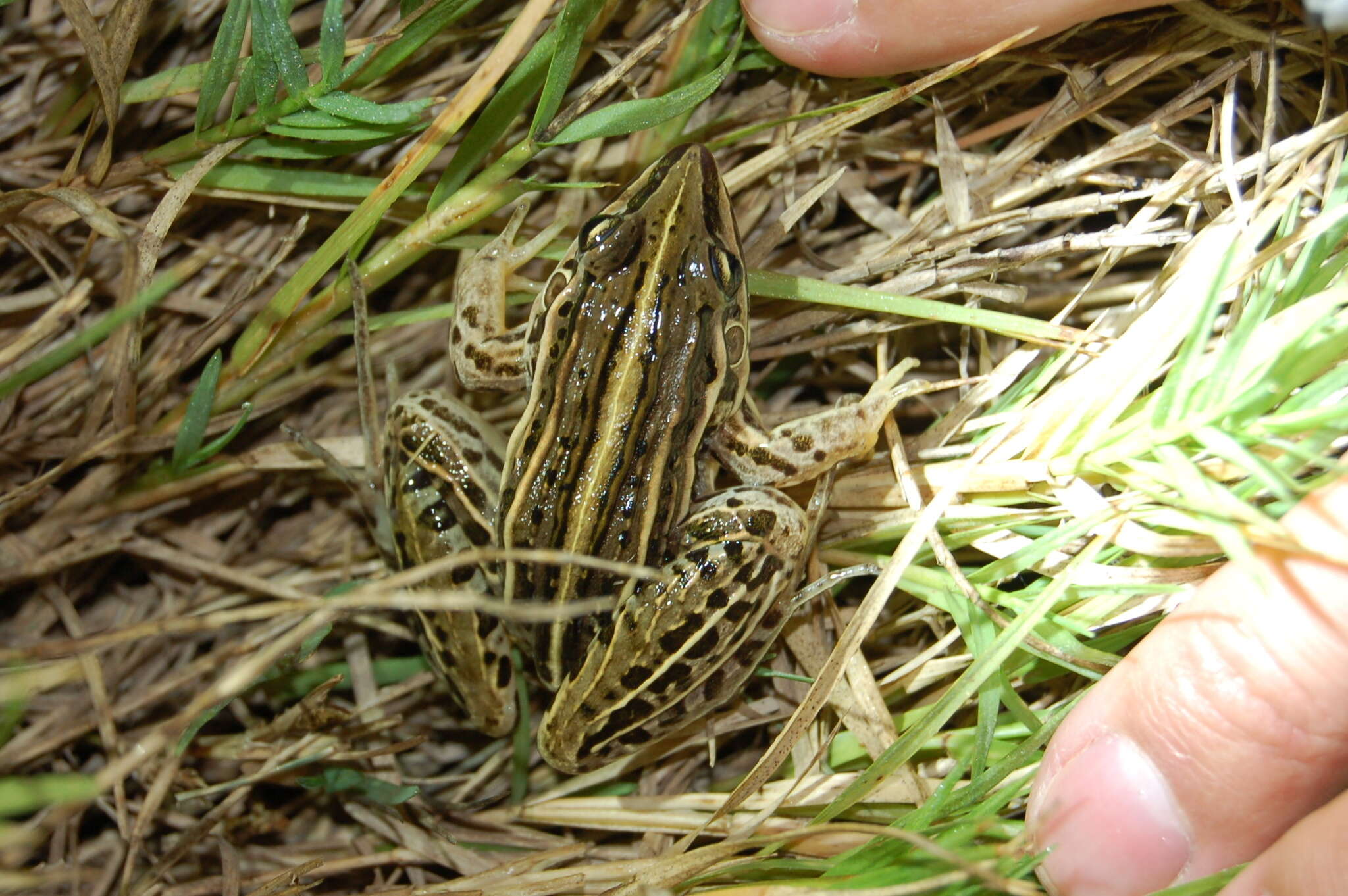 Слика од Leptodactylus gracilis (Duméril & Bibron 1840)