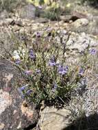 Plancia ëd Penstemon linarioides subsp. sileri (Gray) D. D. Keck