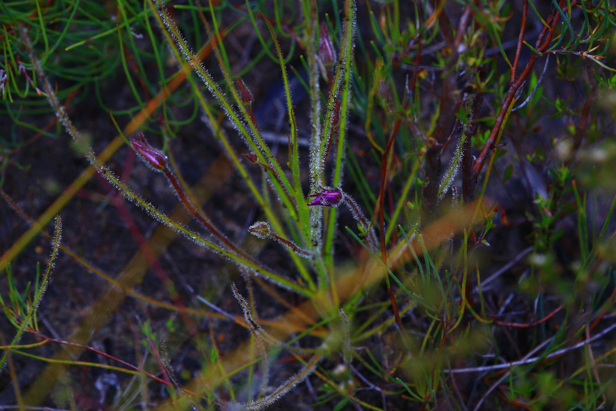 Image of rainbow plant