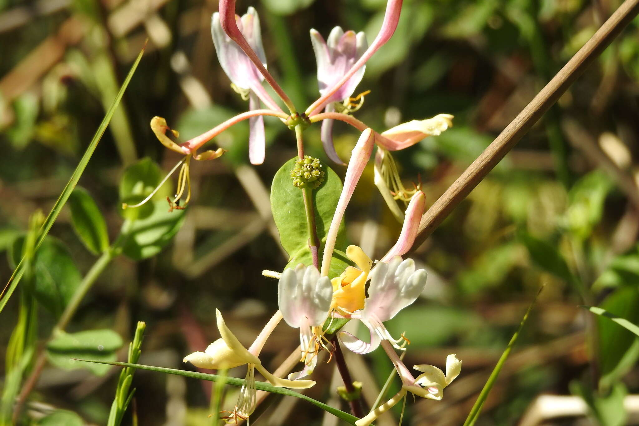 Image of Etruscan honeysuckle