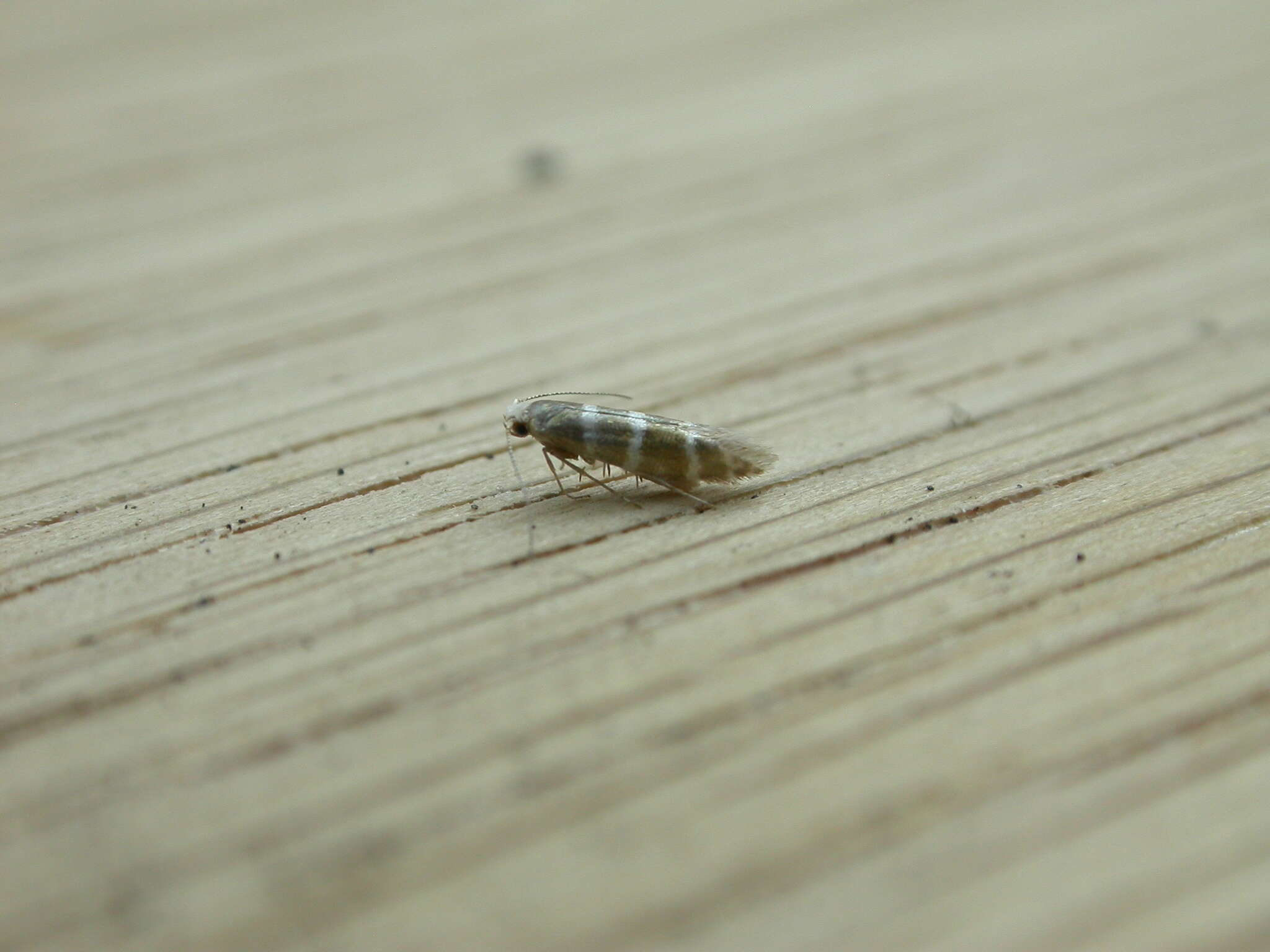 Imagem de Argyresthia trifasciata Staudinger 1871