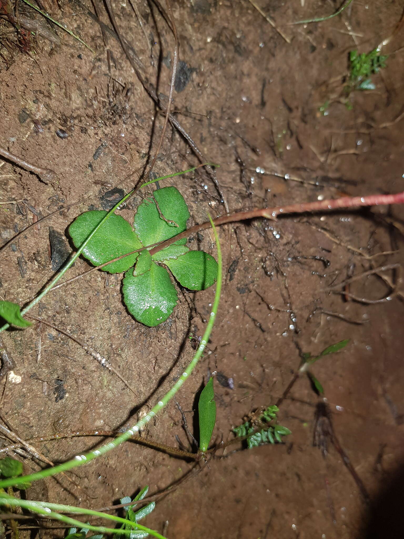 Image of Crassula capensis (L.) Baill.