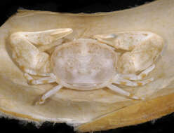 Image of Polyonyx Stimpson 1858