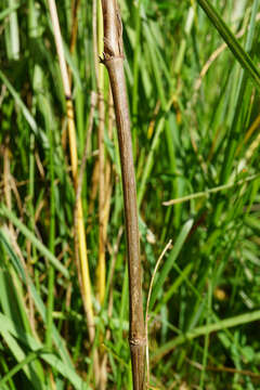 Image of bedstraw