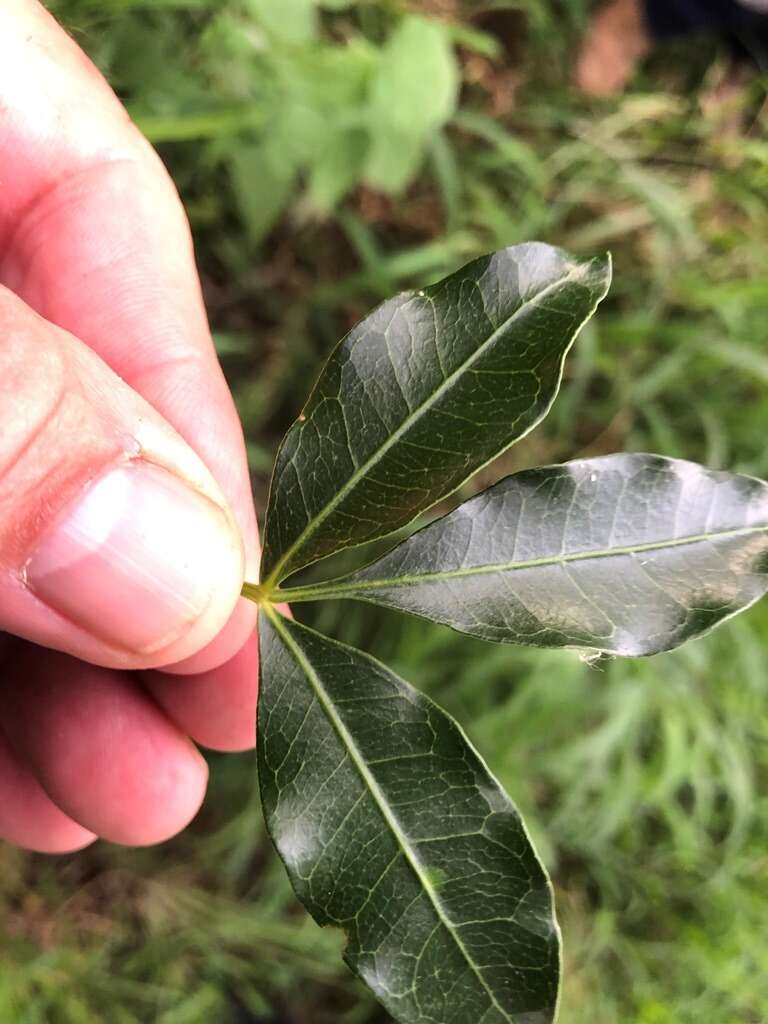 Image of Dinosperma erythrococcum (F. Müll.) T. G. Hartley