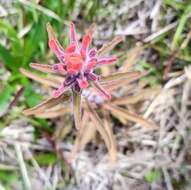 Image of Castilleja arvensis var. pastorei