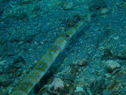 Image of Blue-spotted Cornetfish