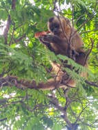 Image of Bearded Capuchin