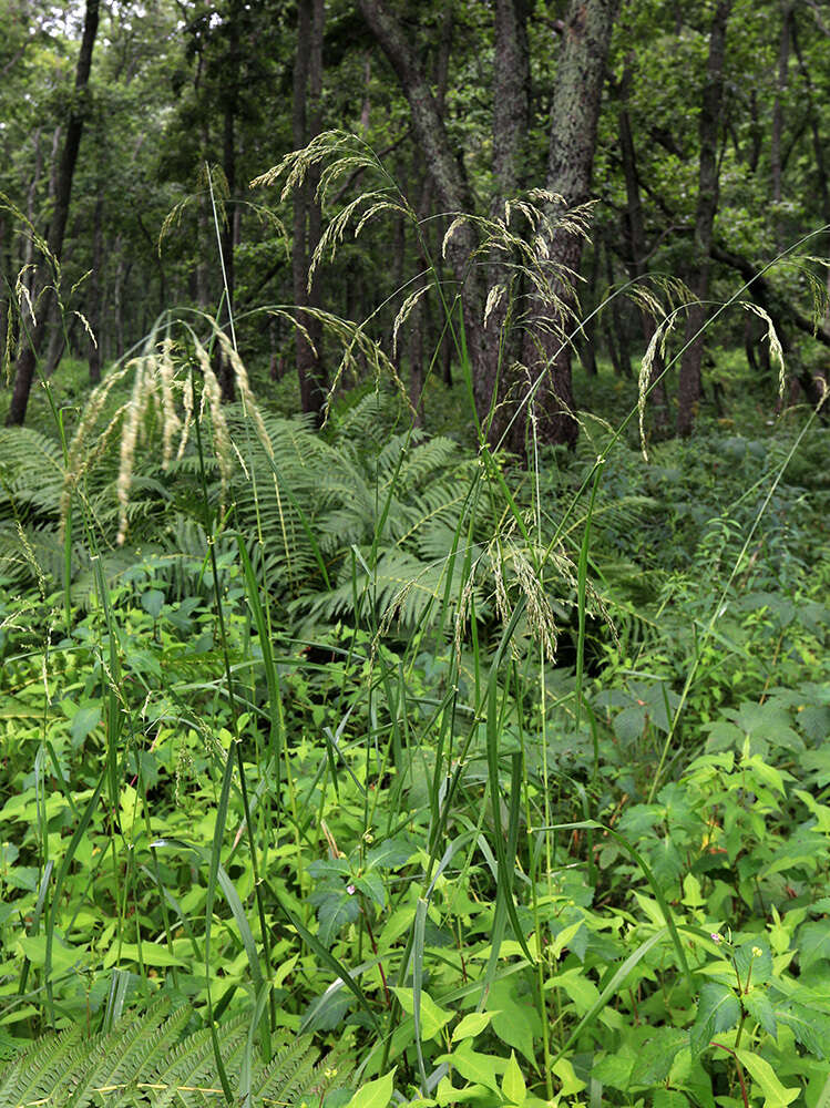 Image of Glyceria leptolepis Ohwi