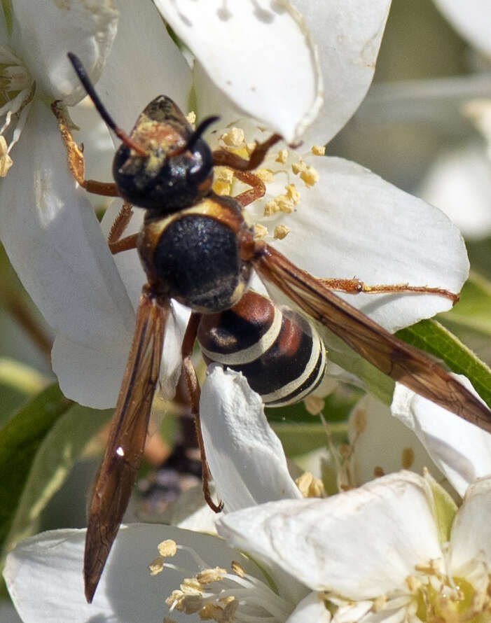 Sivun Pterocheilus quinquefasciatus Say 1824 kuva