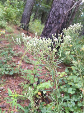 Sivun Eupatorium hyssopifolium L. kuva