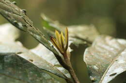 Image of Litsea floribunda (Bl.) Gamble
