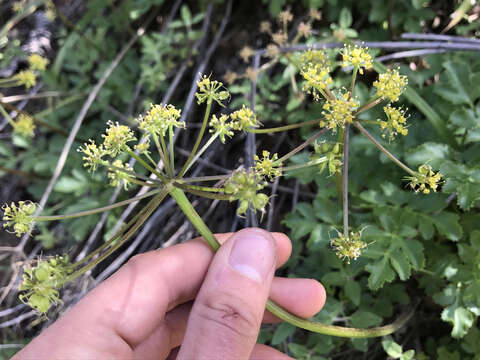 Image of Hartweg's umbrellawort