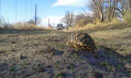 Image of Serrated Tortoise