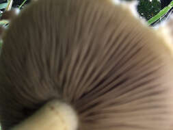 Image of Agrocybe molesta (Lasch) Singer 1978