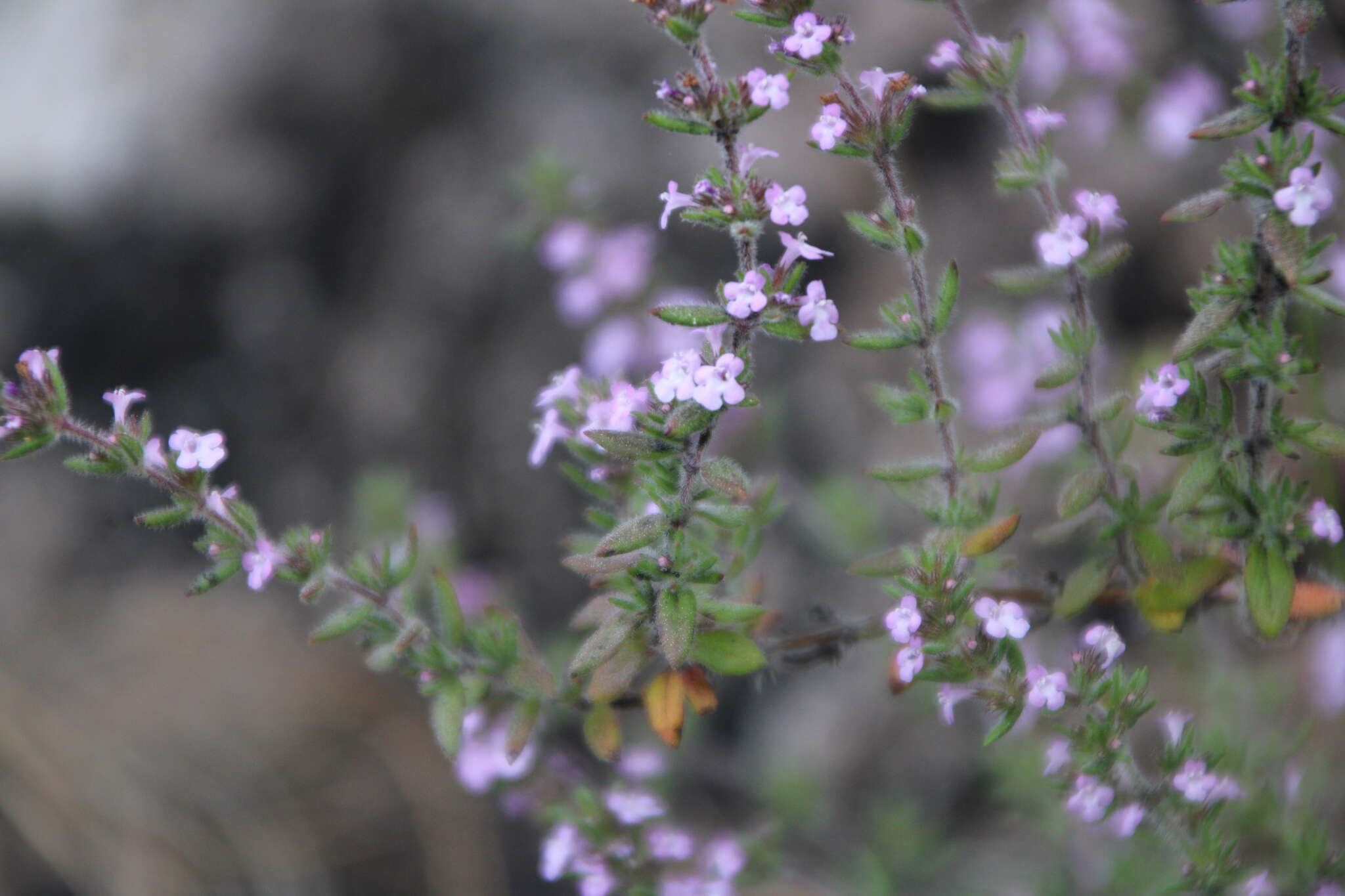 Plancia ëd Micromeria herpyllomorpha subsp. herpyllomorpha