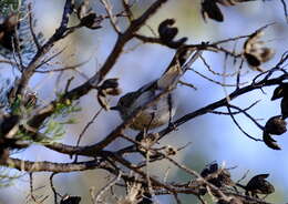 Image of Acanthiza apicalis apicalis Gould 1847