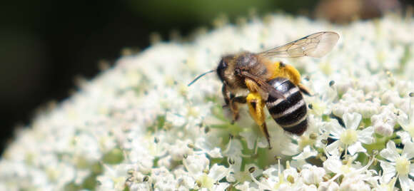 Image of Andrena flavipes Panzer 1799