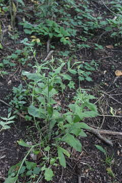 Image of night-flowering campion