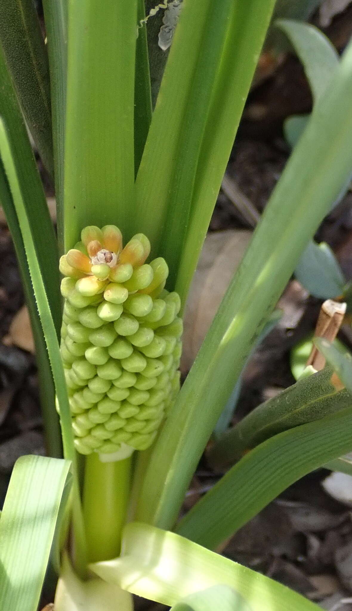 Kniphofia uvaria (L.) Oken resmi