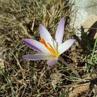 Image of various-coloured crocus