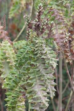 Image of Acanthus polystachyus Del.