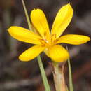 Image of Sisyrinchium unguiculatum Griseb.