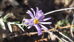 Imagem de Dieteria asteroides var. lagunensis (D. D. Keck) D. R. Morgan & R. L. Hartman