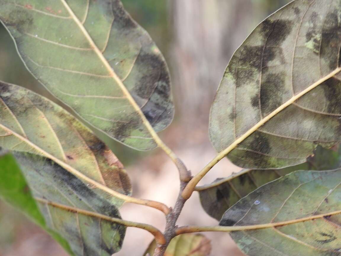 Image of Quercus acutifolia Née