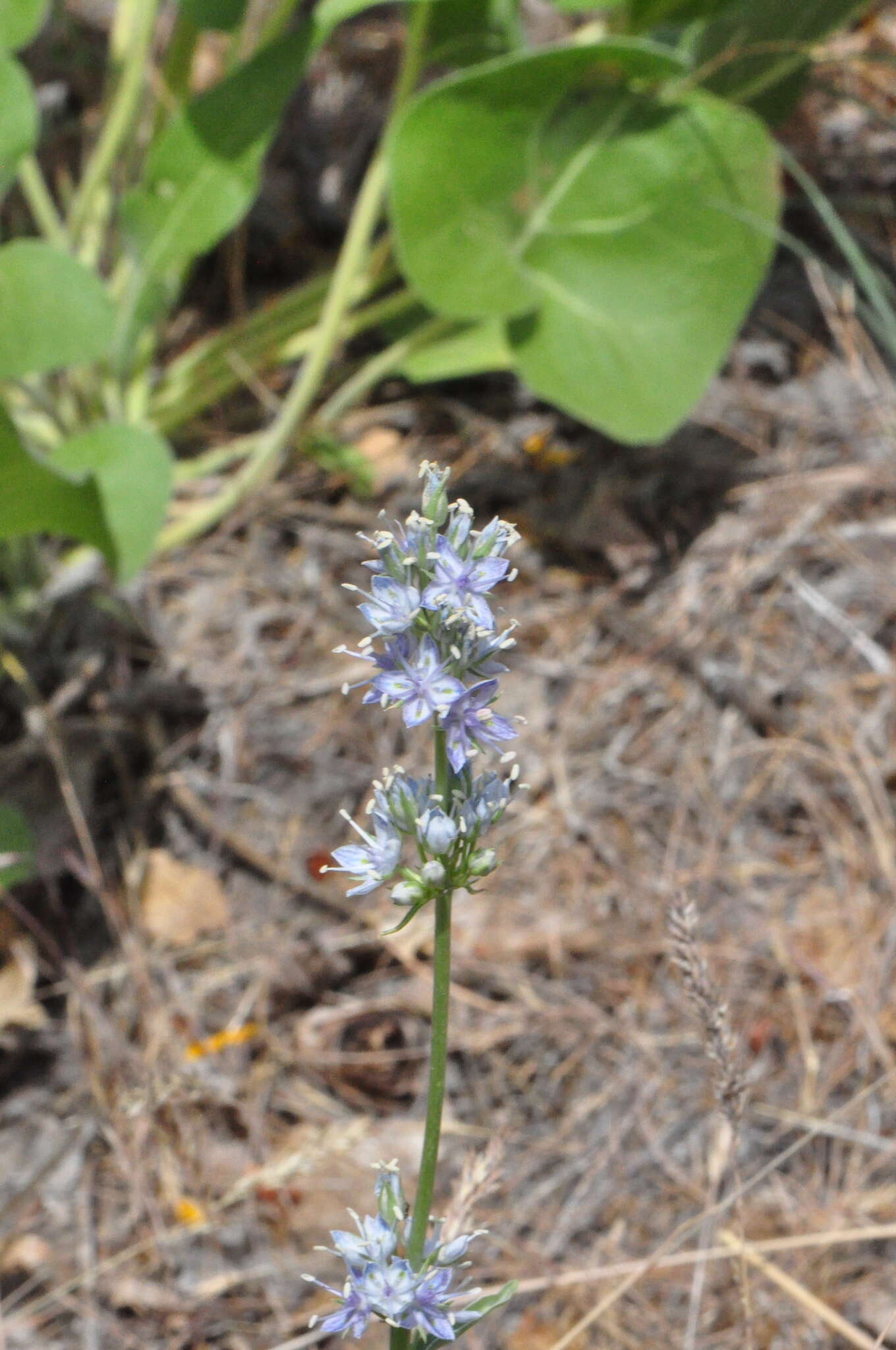 Image of whitestem frasera