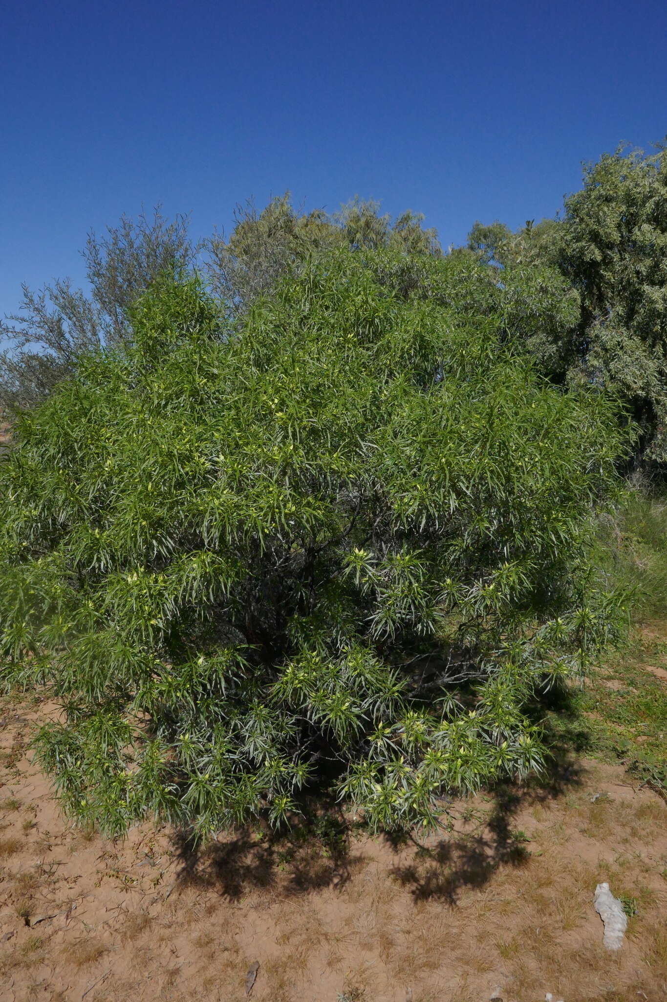 Image de Eremophila alatisepala R. J. Chinnock