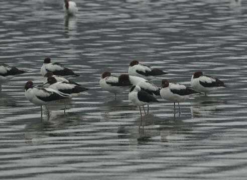 Image de Avocette d'Australie