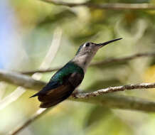 Image of Curve-winged Sabrewing