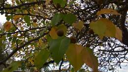 Plancia ëd Pyrus pyrifolia (Burm. fil.) Nakai