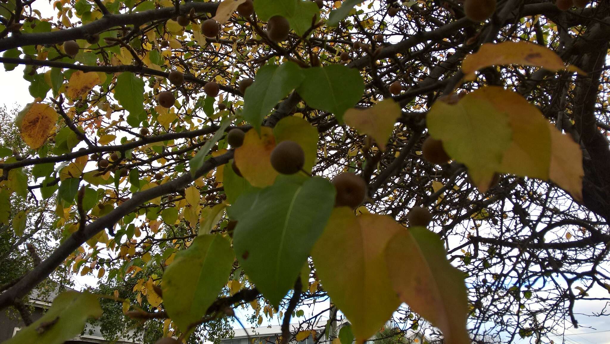 Image of Chinese pear