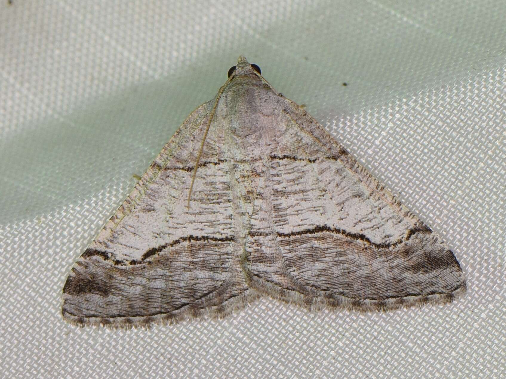 Image of <i>Digrammia pallorata</i> Ferguson (2008)