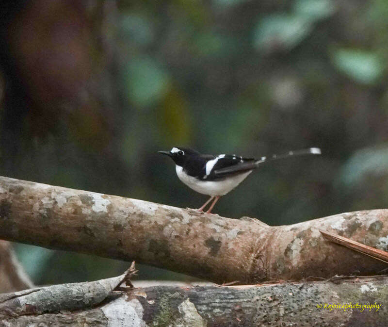 Image of Black-backed Forktail