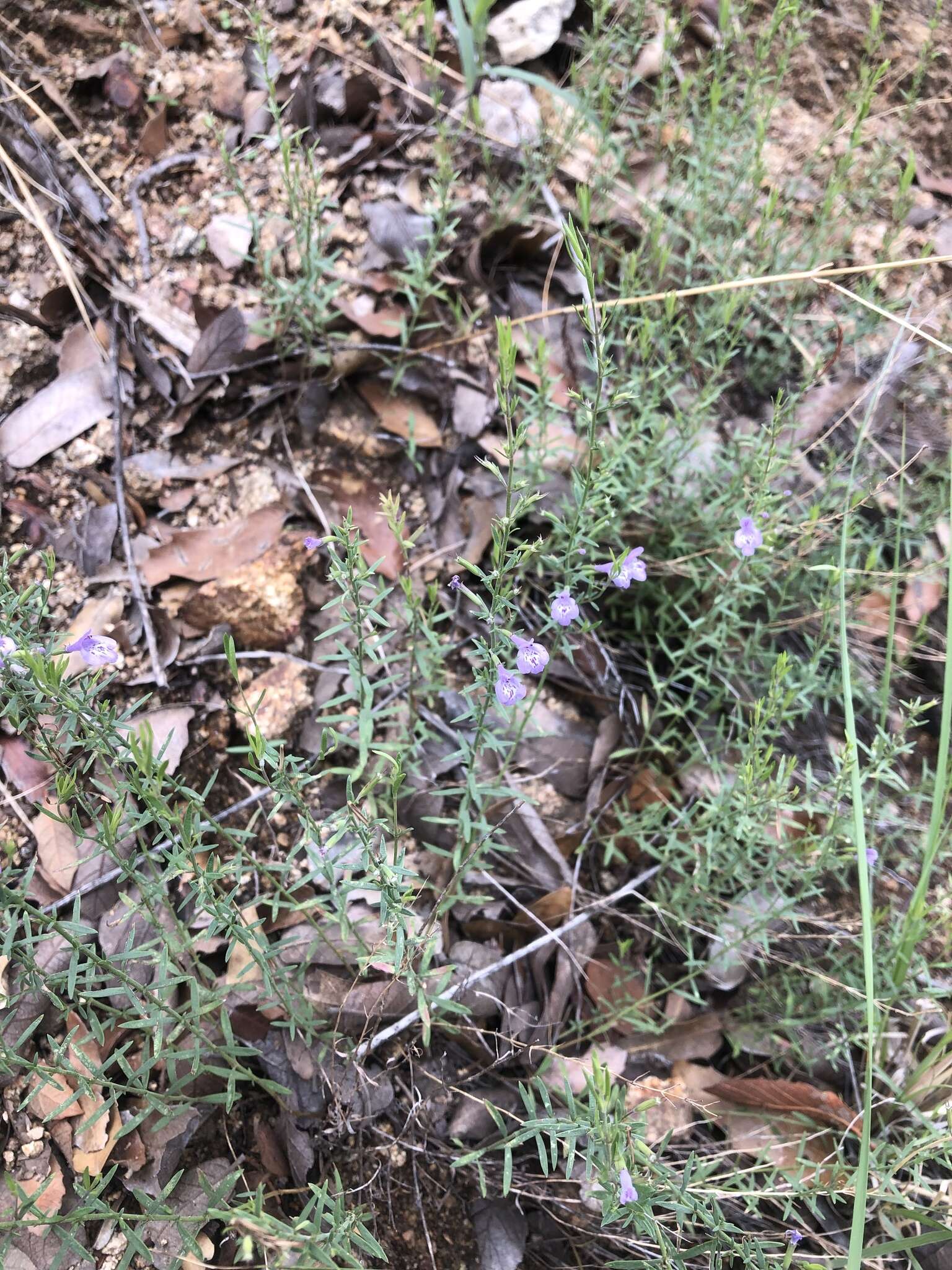 Hedeoma hyssopifolia A. Gray resmi