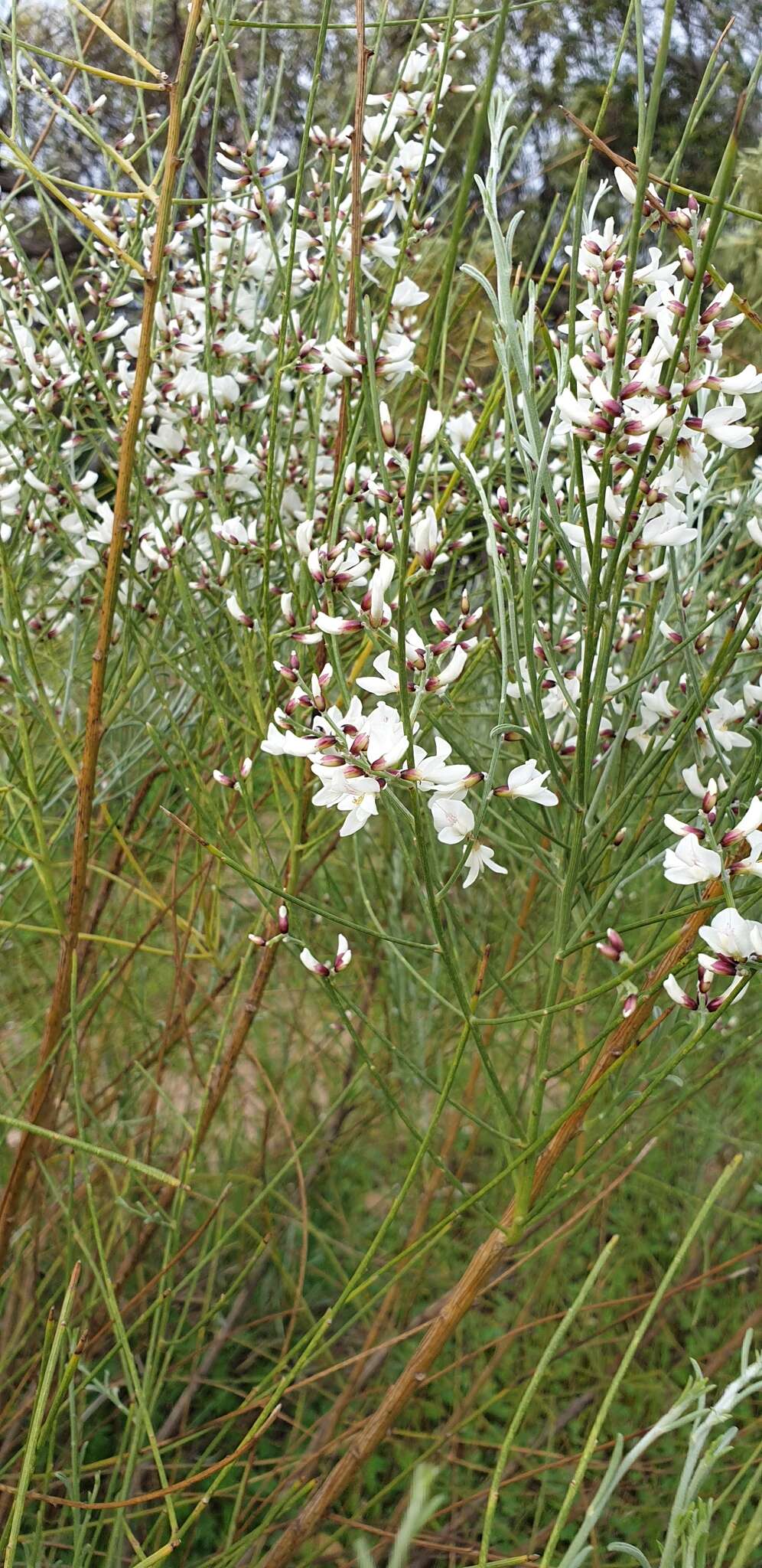 Image of Retama monosperma (L.) Boiss.