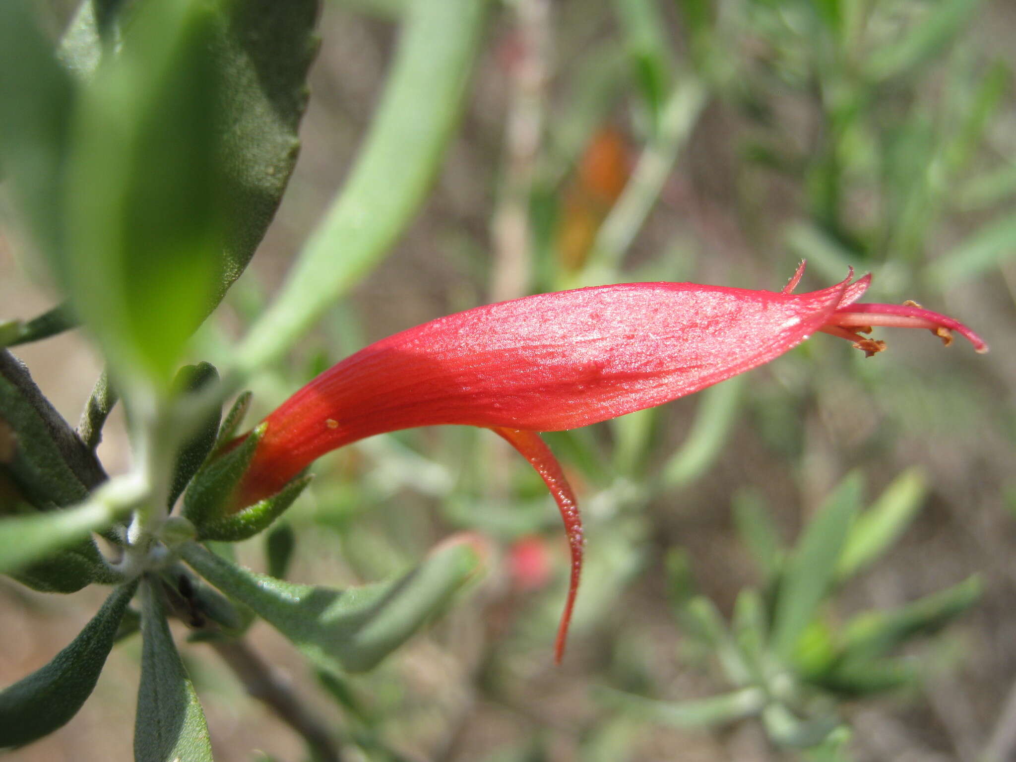 Image of Black Fuschia