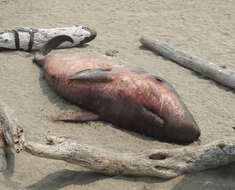 Image of pygmy and dwarf sperm whales